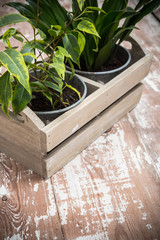 Green home garden plants in wooden box