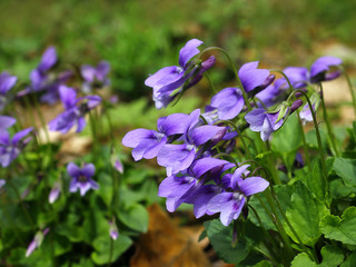 blue violets blooming in the woods