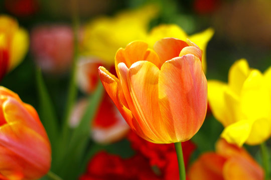 Beautiful spring tulip flowers in colorful garden