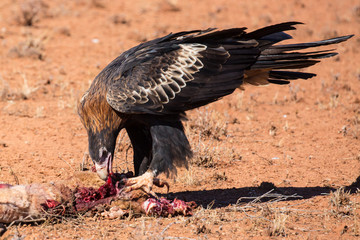 Australian Wedge-tail Eagle Eating a Kangaroo