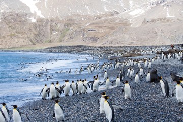 Large king penguin colony at Saint Andrews Bay, South Georgia