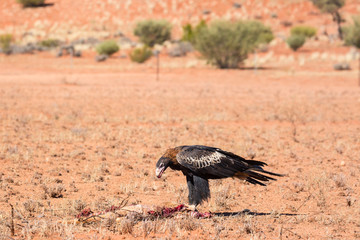 Australian Wedge-tail Eagle Eating a Kangaroo