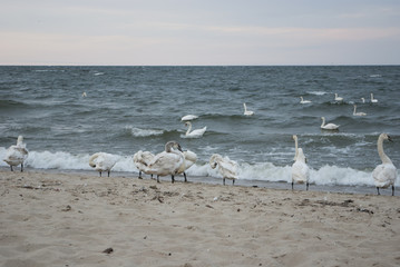 Łabędzie na plaży w Orłowie © jordi23