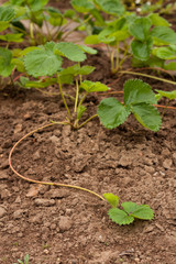 Small Young Strawberry Plant (Sprout) On Ground In Garden Outdoor - Close Up.