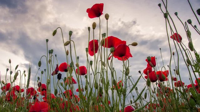 Moving clouds over poppies field, 4k timelapse
