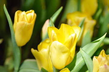 Beautiful bouquet of tulip ,  tulip