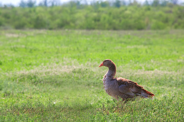 Goose on outdoor in field.