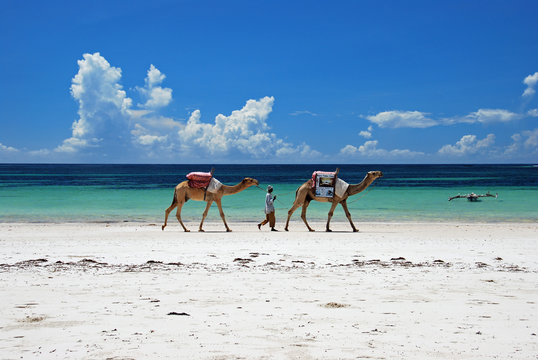 Man walking with two camels along Diani Beach in Kenya with the turquoise indian ocean in the background