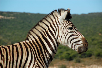 Fototapeta na wymiar Zebra head close-up