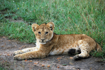 Lion cub lying on the ground at Masai Mara in Kenya looking curious to the camera