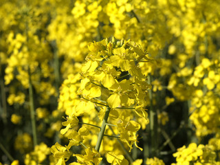 Fototapeta premium Blühendes Rapsfeld, Rapsblüte