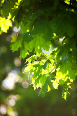 Fototapeta na wymiar Summer garden. Leaves. Maple leaves. Garden. Tree.