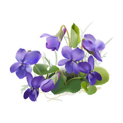 Fototapeta na wymiar Viola odorata. Sweet violets on transparent background - hand drawn vector illustration in realistic style. 