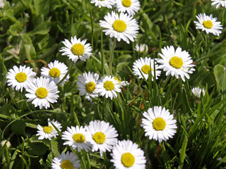Bl&uuml;hende G&auml;nsebl&uuml;mchen in einer Wiese