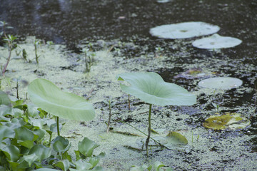 Lotus and Lily Pads