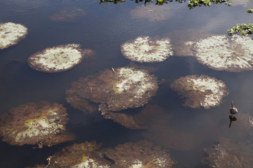 Lily Pads