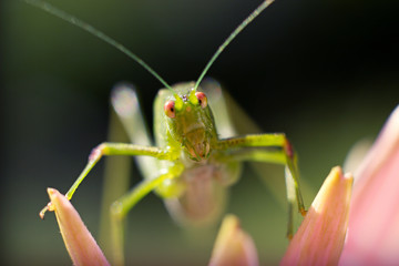 green grasshopper resting on echinacea