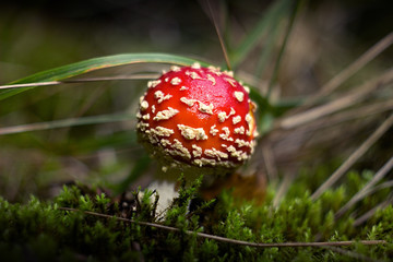red toadstool in the woods
