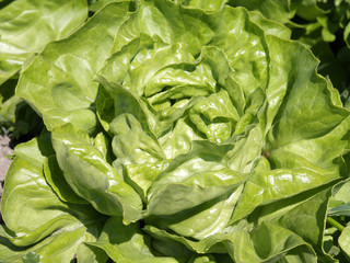 Frischer Salatkopf auf einem Feld