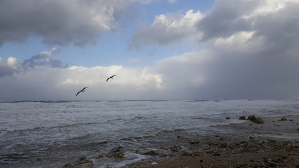 Birds seagulls above stormy sea