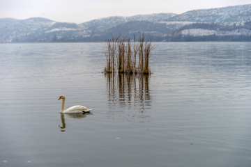Swans in the magnificent lake of Kastoria, Greece, during winter - 136315433