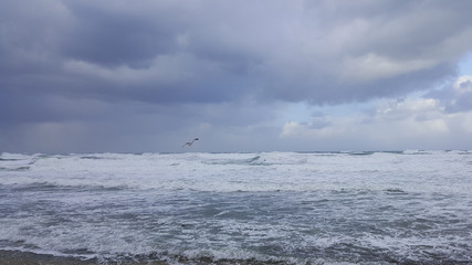 Birds seagulls above stormy sea