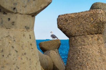 Sea gull inspects the horizon.