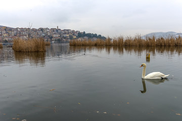 Swans in the magnificent lake of Kastoria, Greece, during winter - 136316014