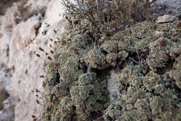 Guadalupe Mountains National Park, USA