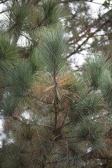 Pine Needles in the Fall