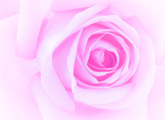 pink rose on white background