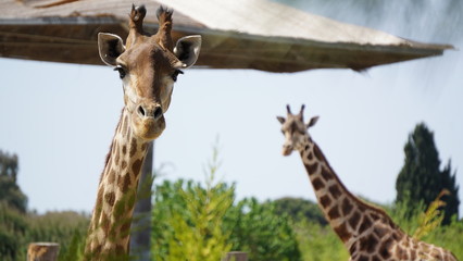 Giraffe in Natural Life Park