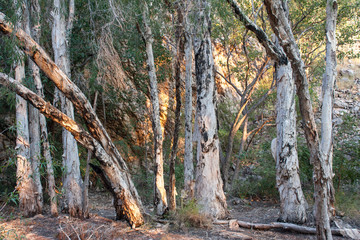 Paperbark trees in evening atmosphere at Butterfly Springs, Limmen NP, NT