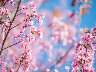 Wild Himalayan Cherry flower, Pink of Cherry blossom 4