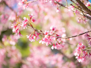 Fototapeta na wymiar Wild Himalayan Cherry flower, Pink of Cherry blossom 7