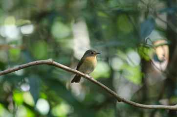Tickell's Blue Flycatcher perched on a tree branch