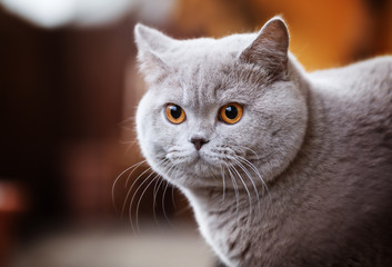 Imposanter, junger Britisch Kurzhaar Kater 