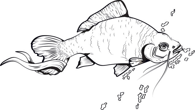 Fish outline vector illustration. Black and white.