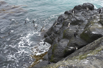 Rockhopper Penguins (Eudyptes chrysocome) coming ashore on the rocky cliffs of Bleaker Island in...