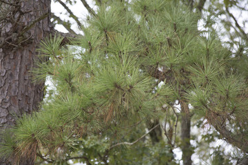 Pine Tree