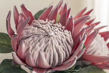 Say it with a flower. Protea, silver heart.