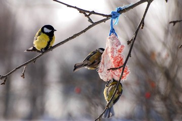 Little listener, Uzhgorod city, Western Ukraine