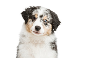 funny and cute portrait puppy Aussies or Australian shepherd, isolated background.