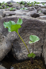 Plant and stone on shore of river. Krasnoyarsk territory, Russia
