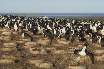 Large colony of Imperial Shag (Phalacrocorax atriceps albiventer) on Bleaker Island on the Falkland Islands. Unused nests from previous years in the foreground. 