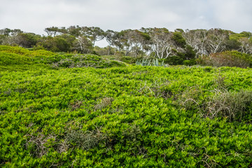 Obraz premium Wald auf Mallorca