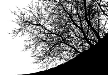Realistic tree silhouette (Vector illustration).