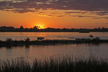 cow at the delta Danube sunset