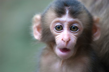 高崎山の子猿たち