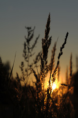 Grass with sun on sunset